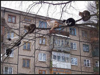 Котяче кохання