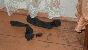 Вихвалялась миша