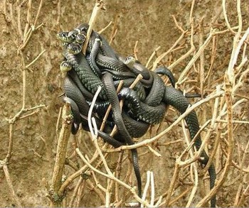 Зміїна отрута