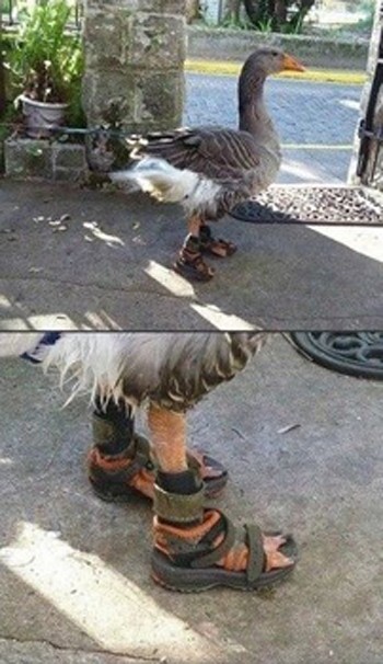 Гусак лапчатий