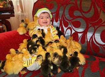 Налетіли каченята