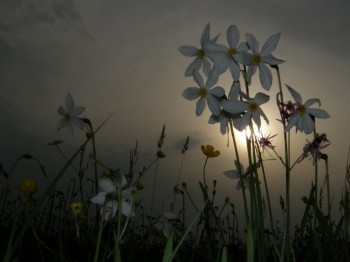 Ночі нарцисове небо