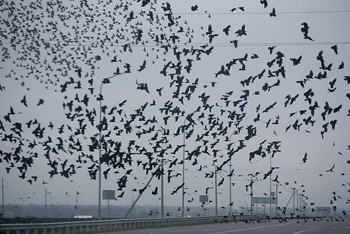 Вороняччя одуріло