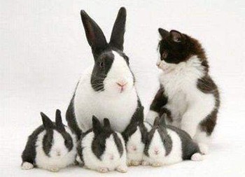 Котячі залицяння