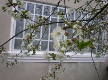 Пам`яті матусі...