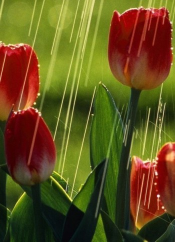 Переродження душі