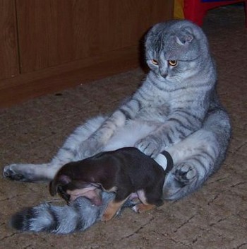 Ти не ти, коли голодний