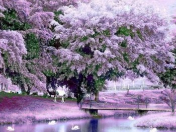 Бузковий сад