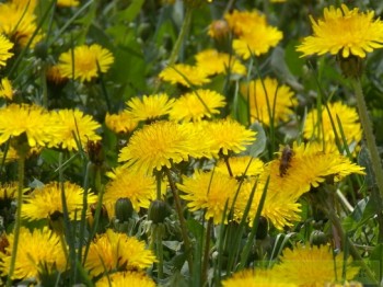 Золотий кульбабовий сонет