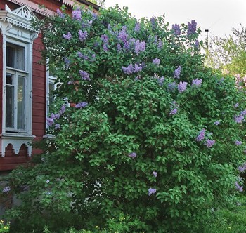 Спомин про маму