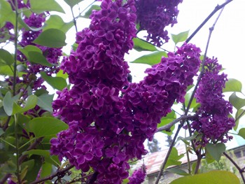 Весняна заметіль