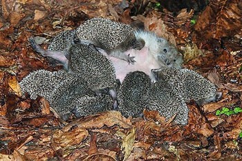 Сімейка їжаків