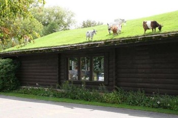 Навіжені кози