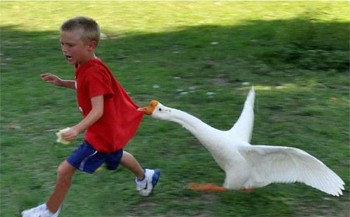 Гриць бешкетник