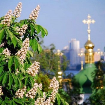 Україна в каштанів цвітінні