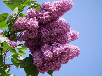 Зацвів бузок