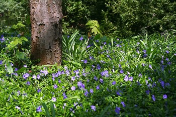 Барвінковий рай