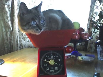 Амурам кінець