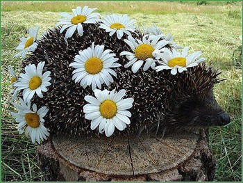 Розцвіли ромашки