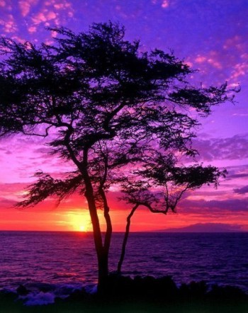 Людина-Фенікс