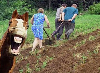 Кінь нахаба