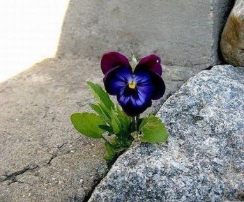 Ми кажемо: Неможливо!