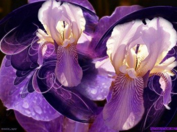 Ноктюрн між пелюсток ірисів