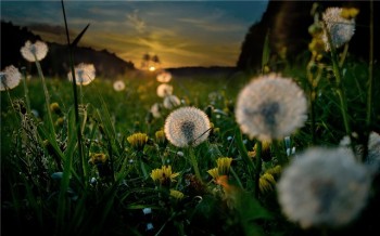 Літа раннього мотив