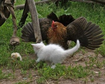 Крадькома підкрався кіт