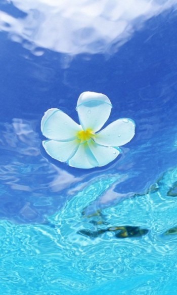 МРІЙЛИВА ЗАМАЛЬОВОЧКА