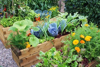 Овочі на грядці