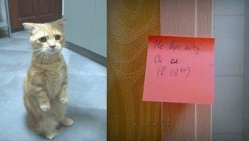 Кіт недавно їв