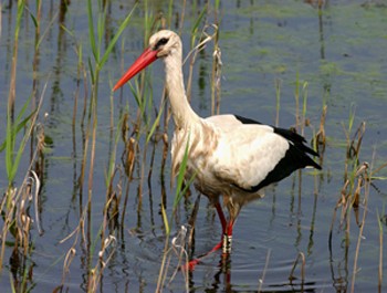 Бродить лелека