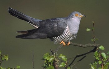 Зозуля зрадниця