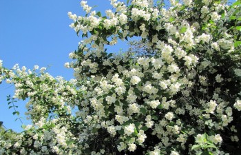 Жасминовий туман