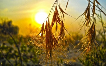 Ноктюрн на росяній павутині