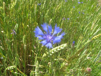 Колосся дощик вмив