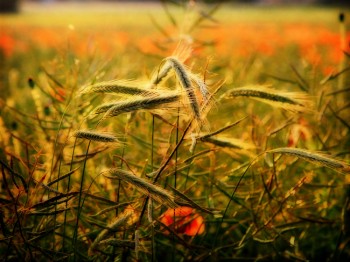 По хиткому зеленому житі...