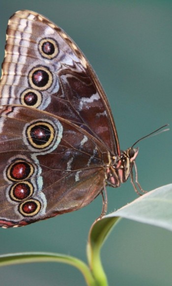 ...КРИЛАТИМИ ВІТРАЖАМИ!