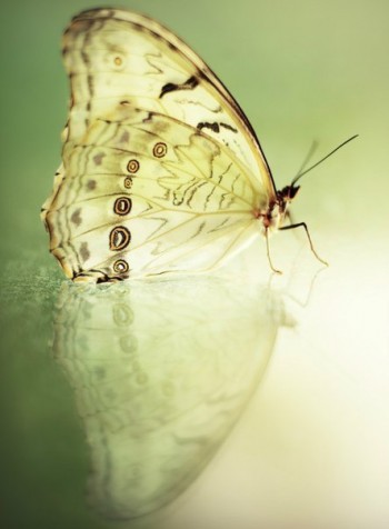 Метелик і квітка ліхтаря