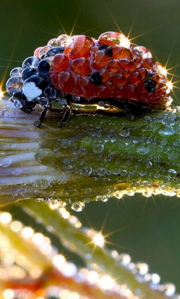 Бедрик-ведрик