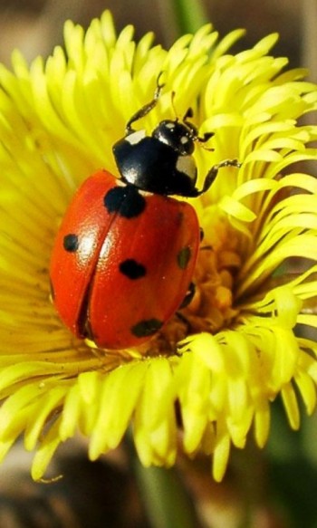 Лети-лети,  моє плямисте чудо!