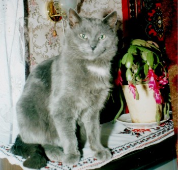 ДИМОК, або За що нас люблять брати наші менші