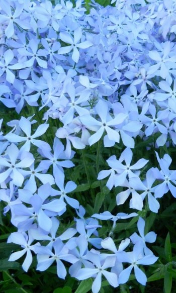 ДУХ ЛЕВКОЇВ