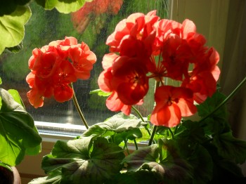 СВІТАНОК УСМІХАЄТЬСЯ