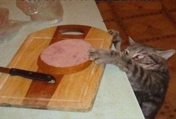 Монолог кота