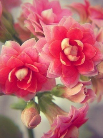 Любіть душами