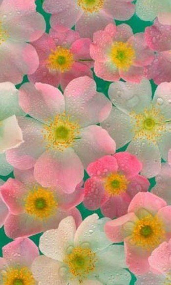 Сонячні віршенята