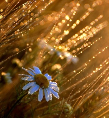 Сходить літо світанками в роси