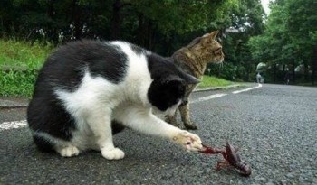 Історія одного знайомства